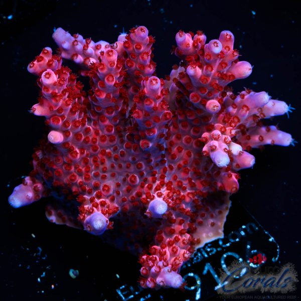 EC Purple Night Fury Acro