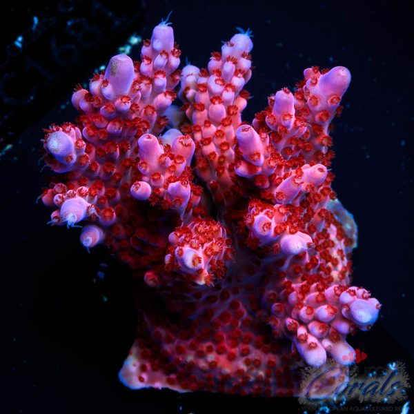 EC Purple Night Fury Acro