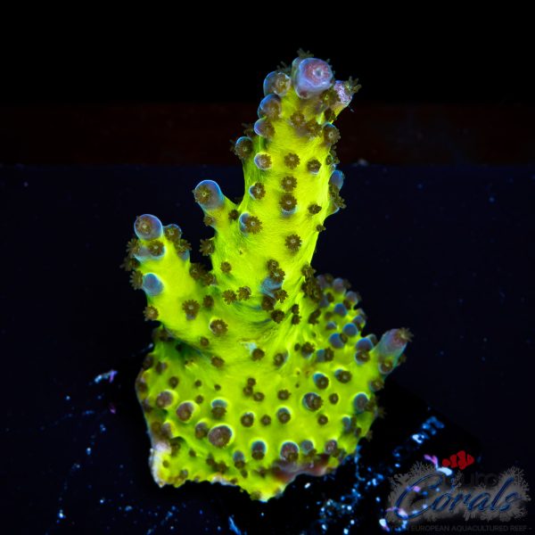 EC Electric Miyagi Tort Acro
