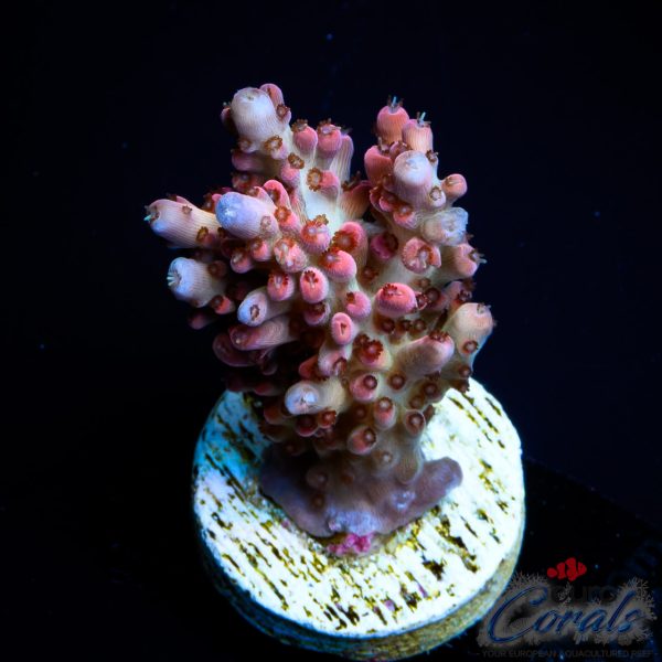 EC Rainbow Calypso Acro