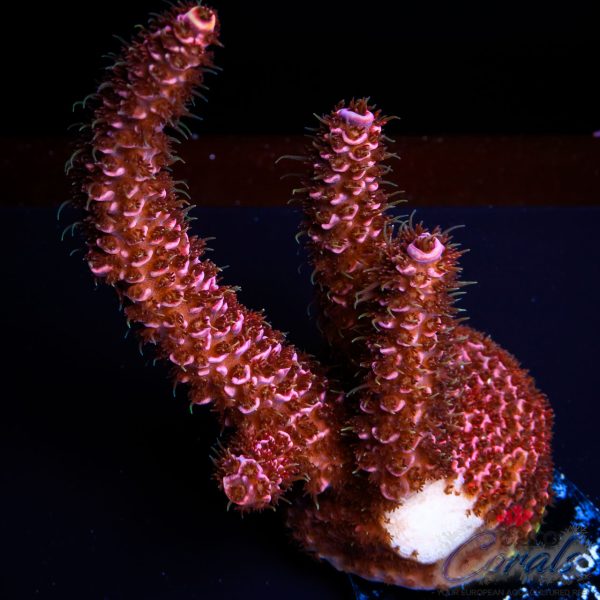 EC Rainbow Mille Acro