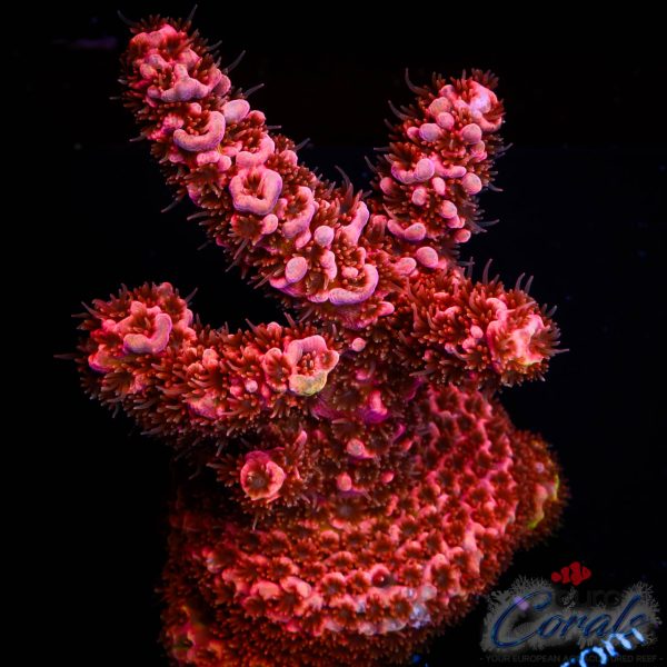 EC Red Blood Acro