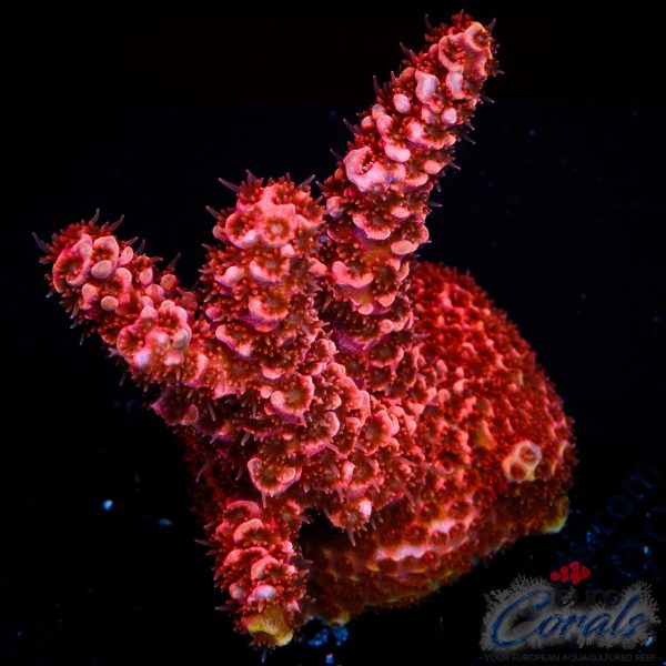 EC Red Blood Acro