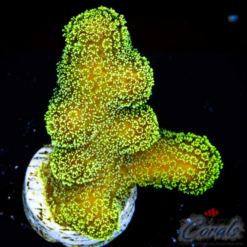 EC Sparkling Stars Stylo