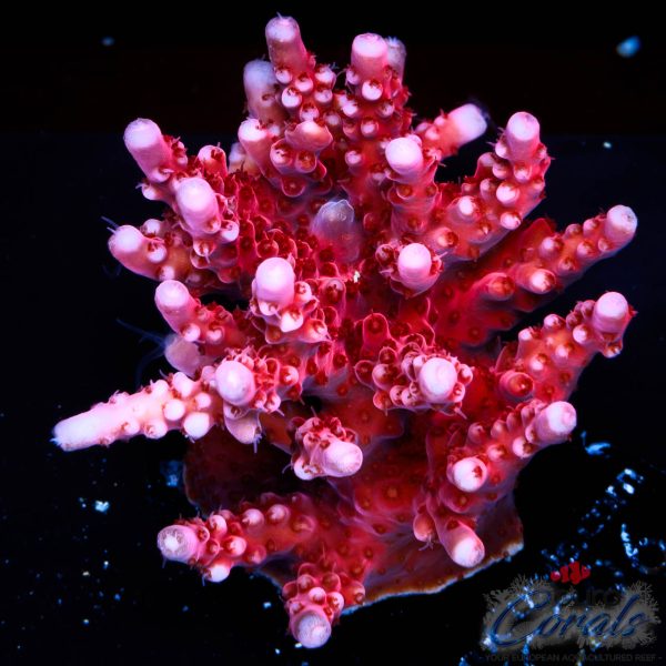 EC Red Octopus Acro