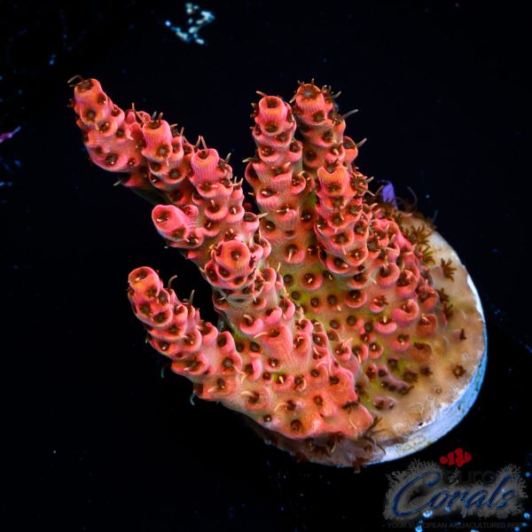EC Strauberry Acro EX