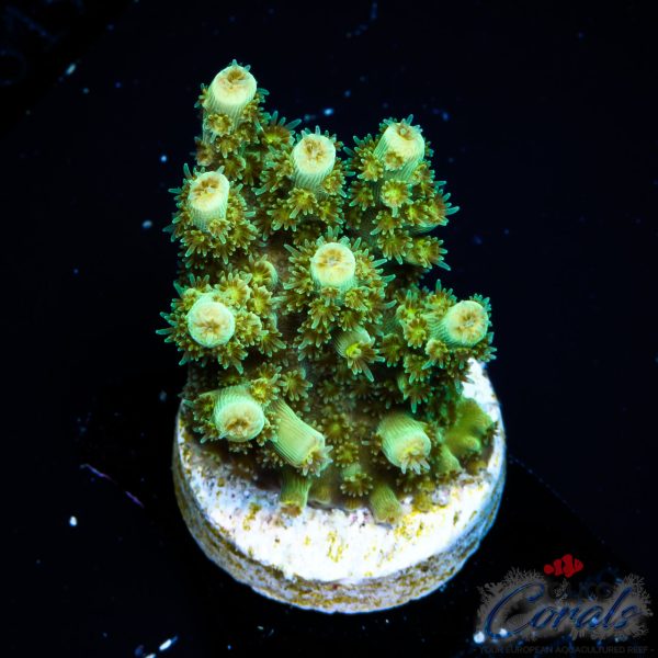 EC Red Hot Hat Digit Acro