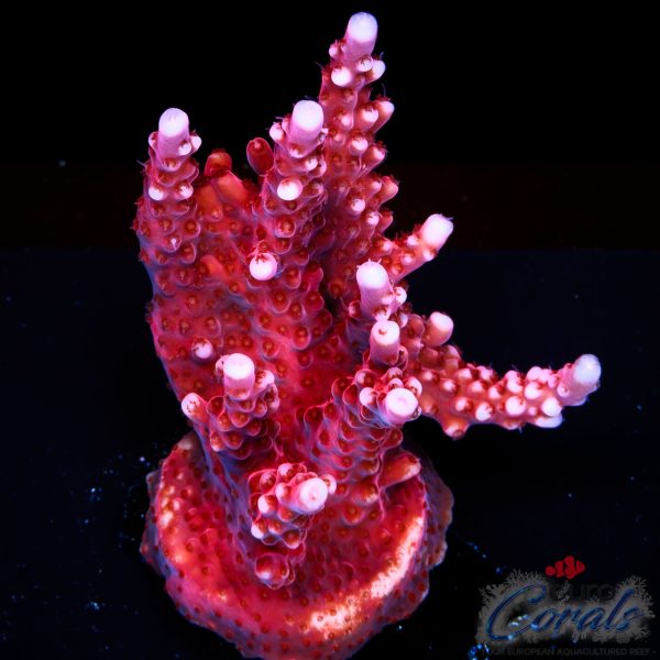 EC Red Octopus Acro