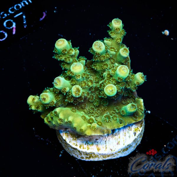 EC Red Hot Hat Digit Acro