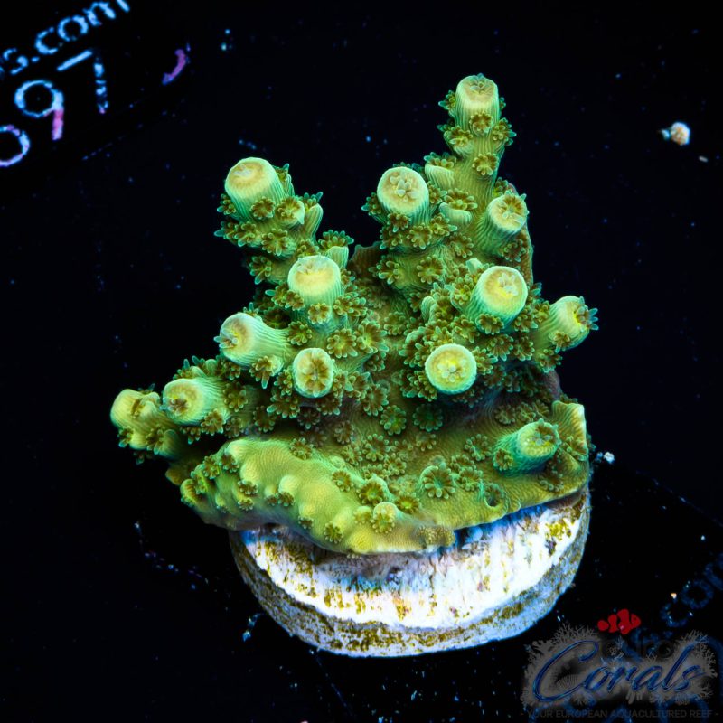 EC Red Hot Hat Digit Acro