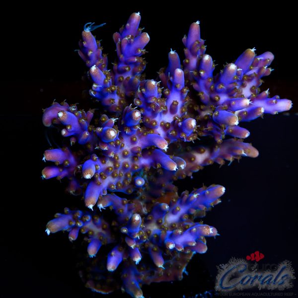 EC Blue Candle Acro