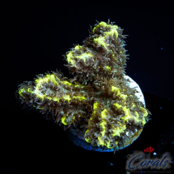 EC Limelight Hydnophora