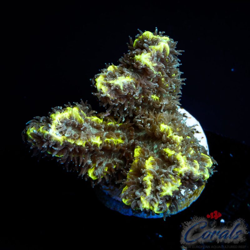 EC Limelight Hydnophora