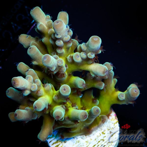 EC Panda Acro