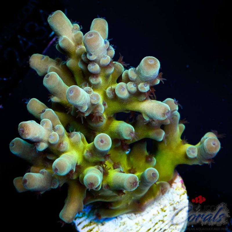 EC Panda Acro