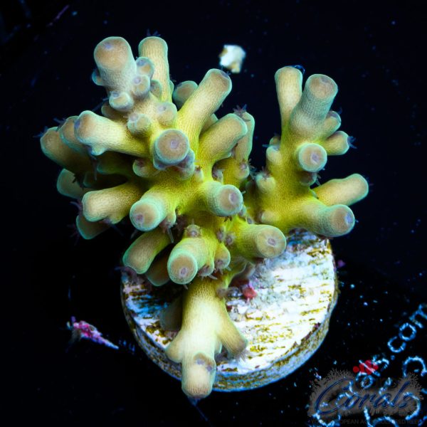 EC Panda Acro