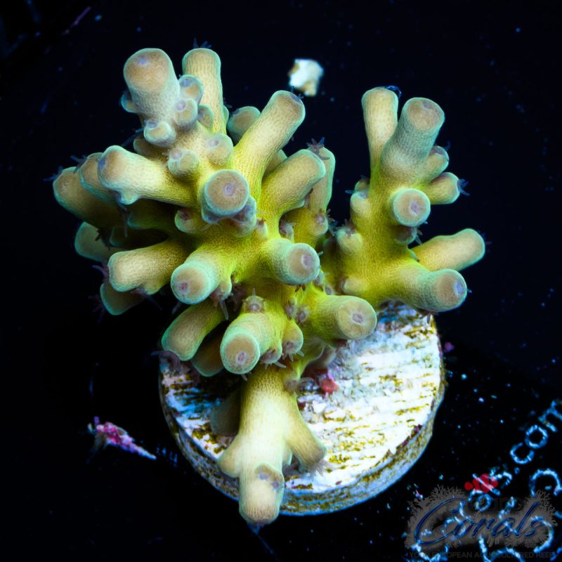 EC Panda Acro