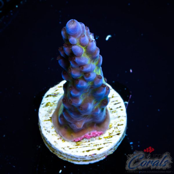 EC Blue Monster Acro