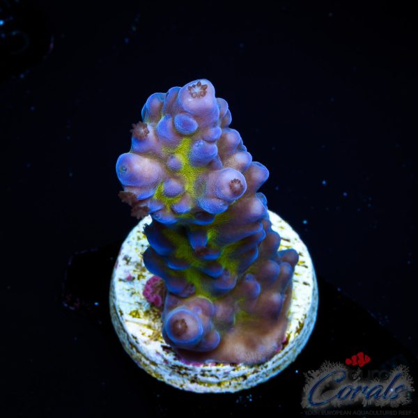 EC Blue Monster Acro