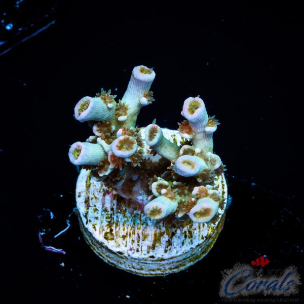 EC Rainbow Morph Acro
