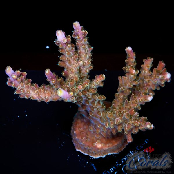 EC Bubble Bath Unicorn Acro