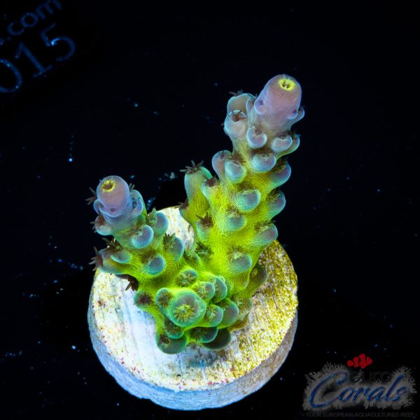 EC Shocktart Acro