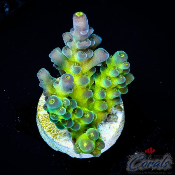 EC Shocktart Acro