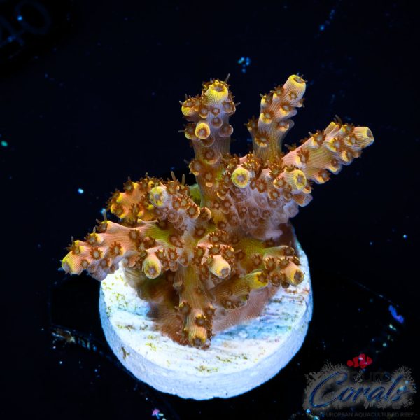 EC Golden AquaMan Acro