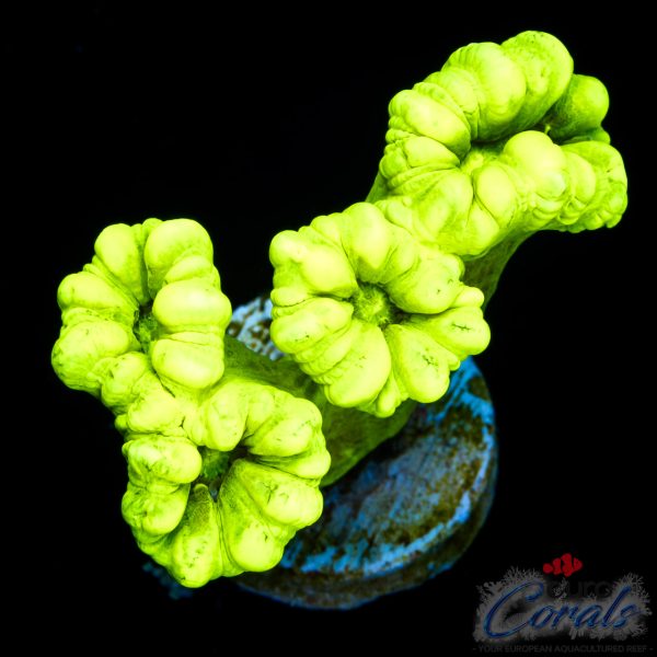 EC Kryptonite Candy Cane