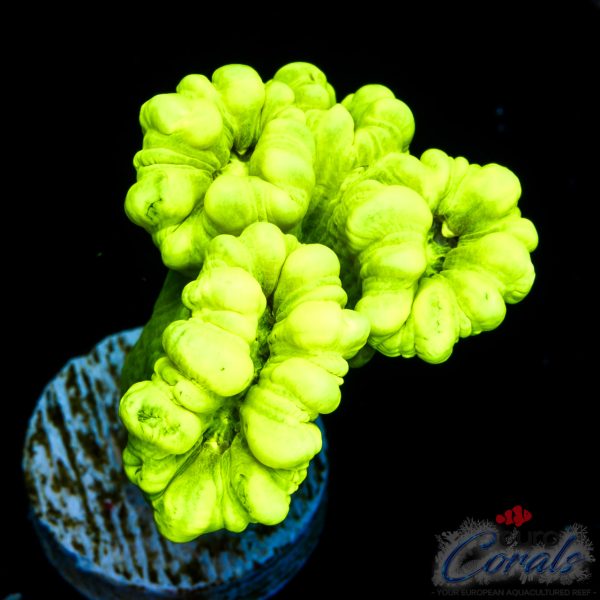 EC Kryptonite Candy Cane