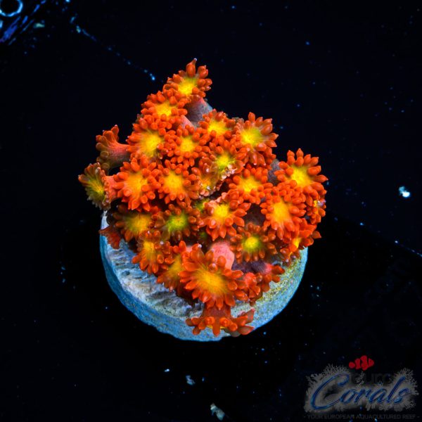 EC Solar Flare Goniopora