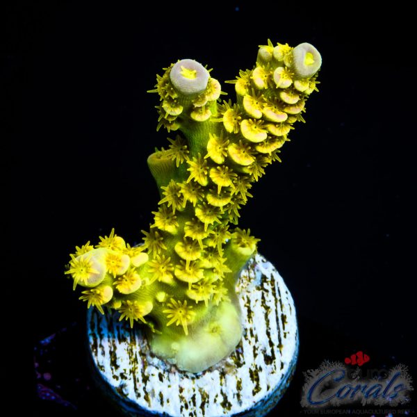 EC Akil`s WaltDisney Acro