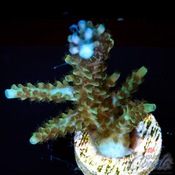 EC IceQueen Acro