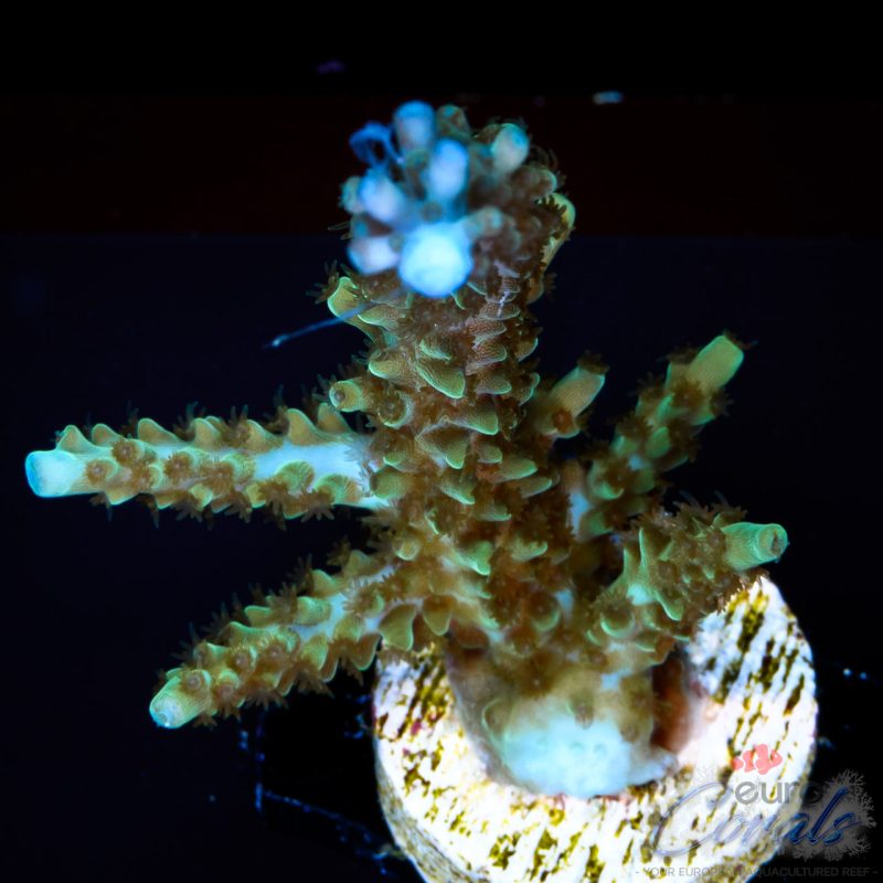 EC IceQueen Acro
