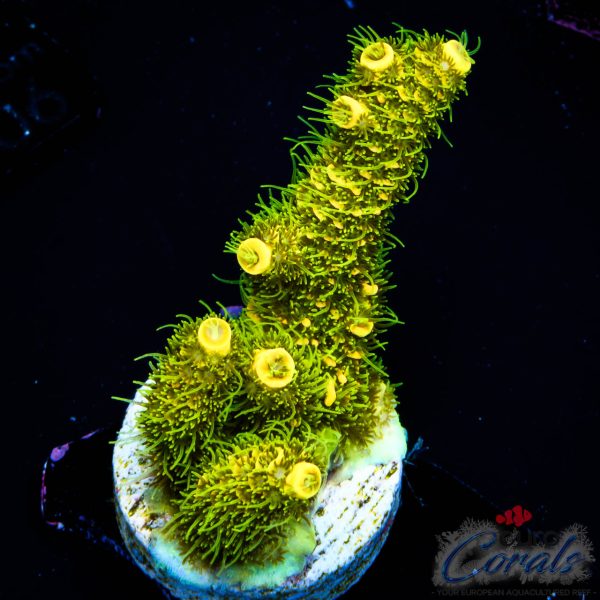 EC Rainbow Solar Flare Mille
