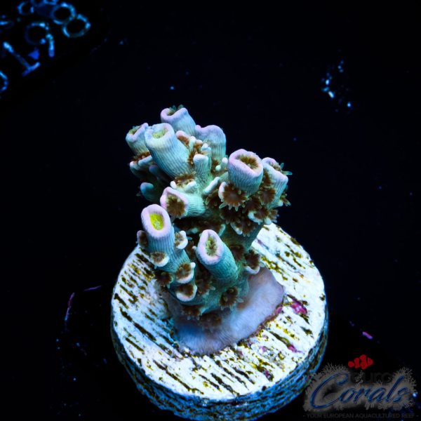 EC Trollsicle Tenuis NEW