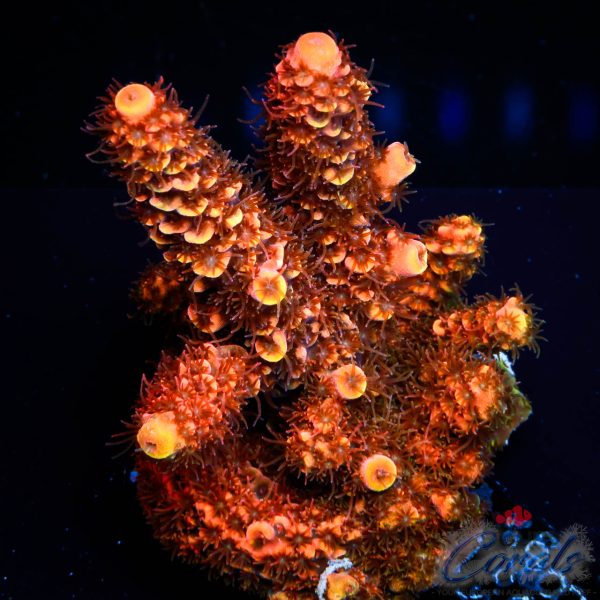 EC On Fire Spathulata Acro