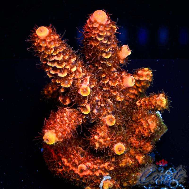 EC On Fire Spathulata Acro
