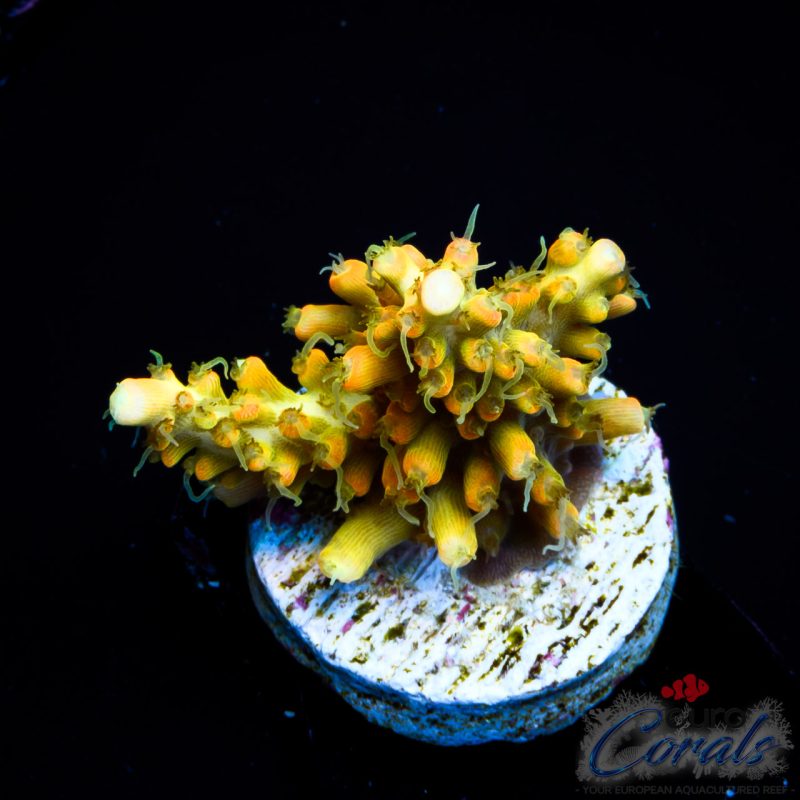 EC Super Orange Tangerine Dream Acro LIMITED