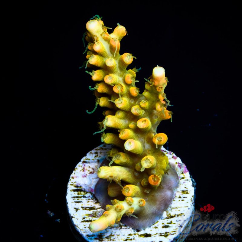 EC Super Orange Tangerine Dream Acro LIMITED