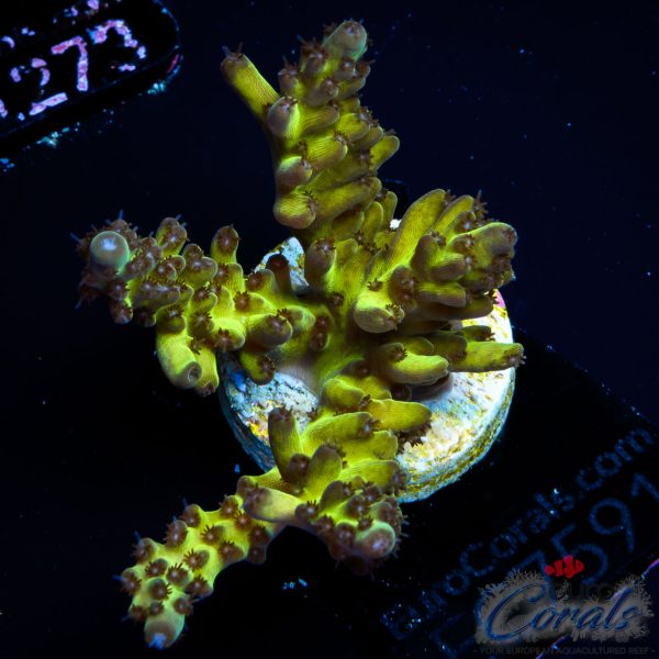 EC Mossberry Acro