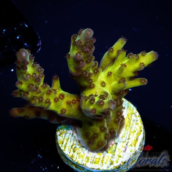 EC Mossberry Acro