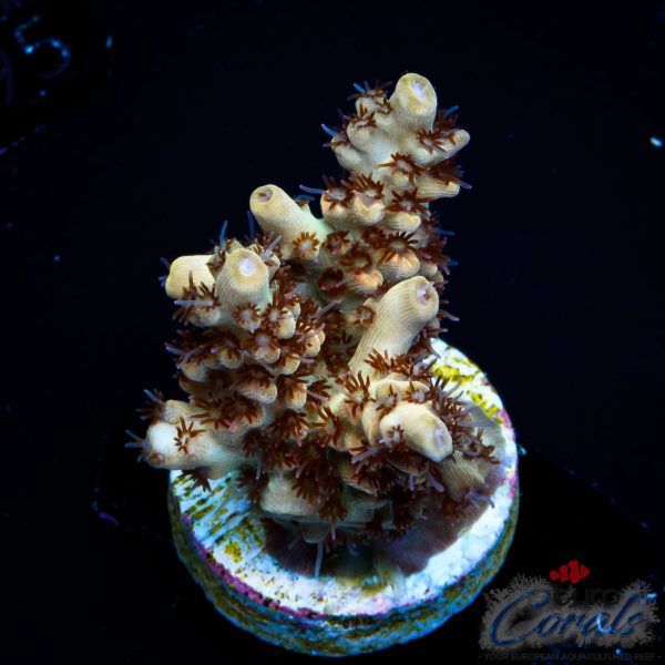 EC Akil’s Crayola Twist Acro NEW