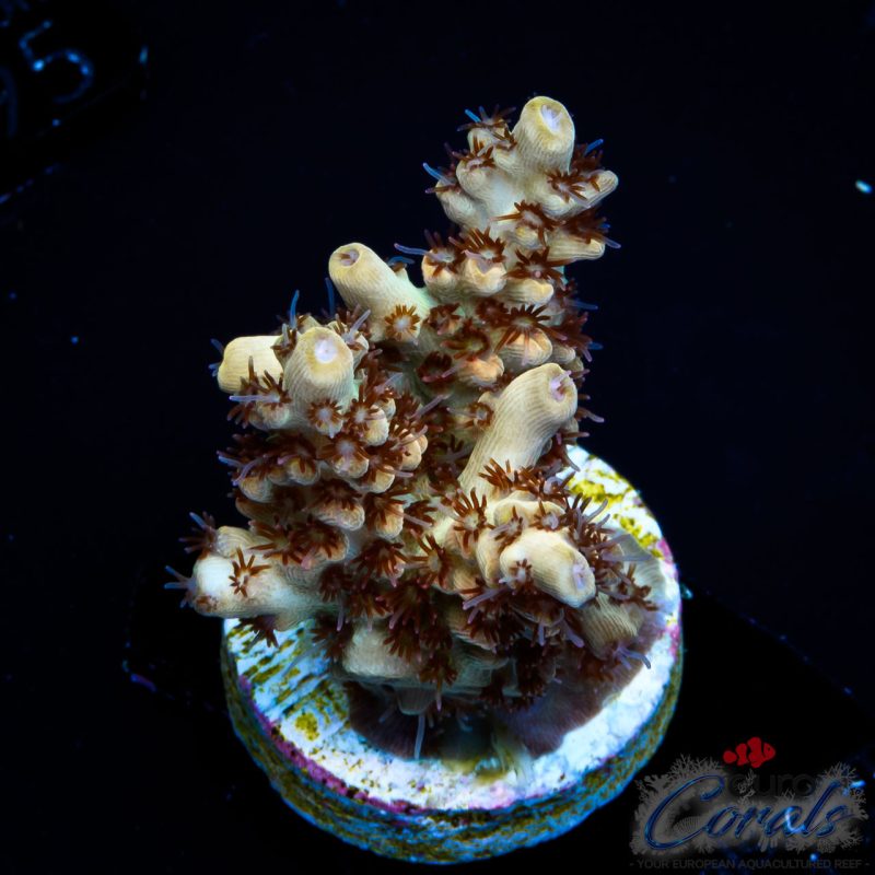 EC Akil’s Crayola Twist Acro NEW