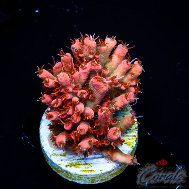 EC Akil's Rainbow Bo-Katan Acro NEW