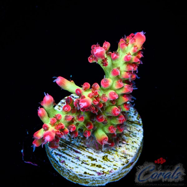 EC Akil’s Super Raspberry Acro