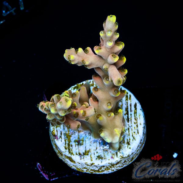 EC Akil's CandyLand Acro NEW