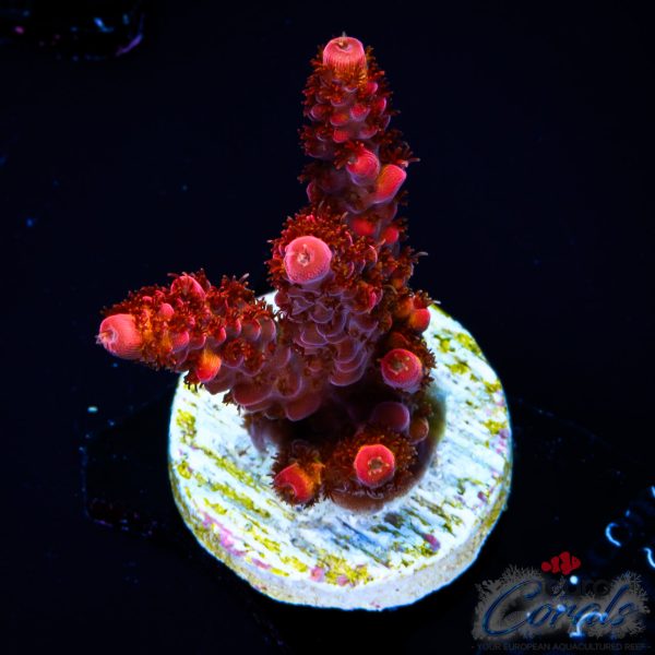 EC Akil's DeadPool Acro NEW LIMITED
