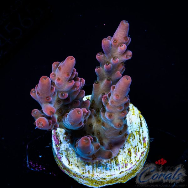 EC Pinky n D Brain Acro EX