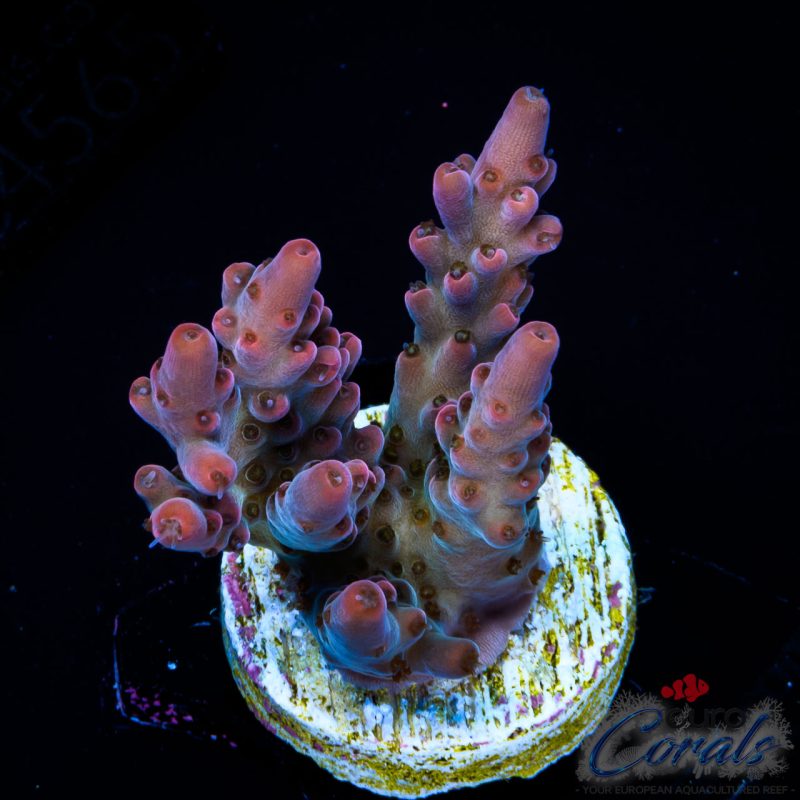 EC Pinky n D Brain Acro EX